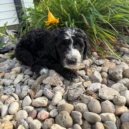 Taffy - Black and white female Aussiedoodle puppy in Columbia, Kentucky from Creek Bend Kennels