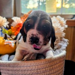 Light blue girl - Black white and brown female Basset Hound puppy in Converse, Louisiana from Walkers Catuna Bassett Hounds