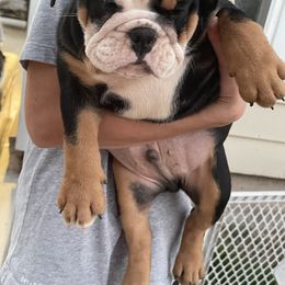 Bulldog Puppies from Tiffany Thelen's Bulldogs