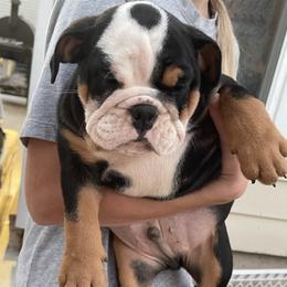 Bulldog Puppies from Tiffany Thelen's Bulldogs