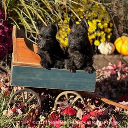Scottish Terrier and Sealyham Terrier Puppies from Afterglow Kennels, LLC