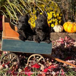 Scottish Terrier and Sealyham Terrier Puppies from Afterglow Kennels, LLC