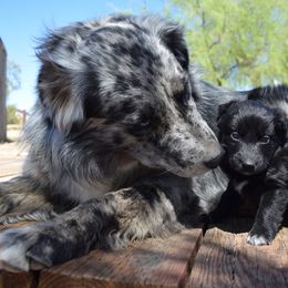 Canyon - Australian Shepherd