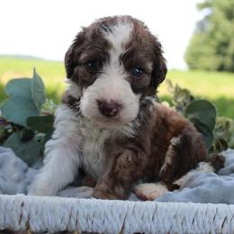 Sage - Sable male Bordoodle puppy in Ashland, Ohio from Cherry Blossom Doodles
