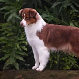 Australian Shepherd All Grown Up from Glenlake Australian Shepherds