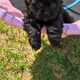 Nova - Black and white female Shihpoo puppy in Sumter, South Carolina from DWS KENNEL SERVICES
