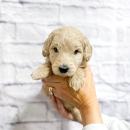 Margo - Cream female Goldendoodle puppy in Jackson, Tennessee from Doodlebug Farms