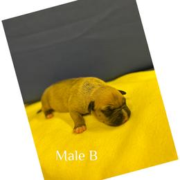 Male B - Red male American Pit Bull Terrier puppy in Pensacola, Florida from Alpha Alliance Kennels