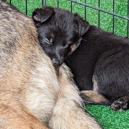German Shepherd Puppies from Maska Honi Working German Shepherds