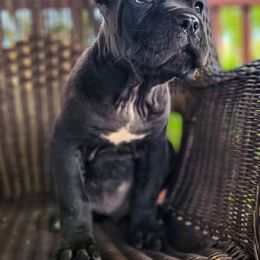 Cane Corso Puppies from MnC Cane Corso