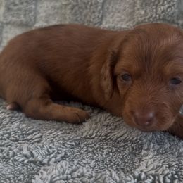 Liberty - Red female Dachshund puppy in Brandon, Florida from Knights Dachshunds