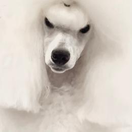 Lainey - Poodle
