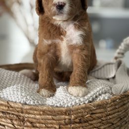 Pumpkin - Red  female Goldendoodle puppy in Brooksville, Florida from Abby’s Standard Goldendoodles