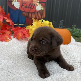 Boy 3 - Chocolate male Labrador Retriever puppy in Conroe, Texas from XOM Retrievers