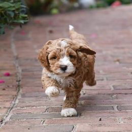 Australian Labradoodle Puppies from Llewellyn's Grove Labradoodles