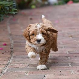 Australian Labradoodle Puppies from Llewellyn's Grove Labradoodles