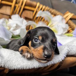Dachshund Puppies from Royal Bloodline Canines