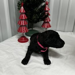 Pink - Black female Poodle puppy in Hamilton, Ohio from Grandview Farm