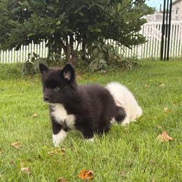 Shelby - female Nenets Herding Laika puppy in Rockville, Maryland from Skais the Limit
