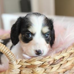 Daisy - Piebald female Dachshund puppy in Laurel, Mississippi from Kissinger Dachshunds