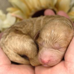 Jimmy - Cream male Poodle puppy in Stokesdale, North Carolina from His and Hers Poodles and Doodles