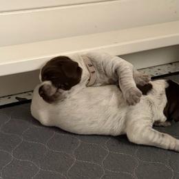 Timber - Brown and gray male Wirehaired Pointing Griffon puppy in California from Rocking S Griffons