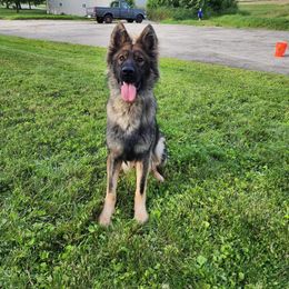 German Shepherd Puppies from Fancy GSDs