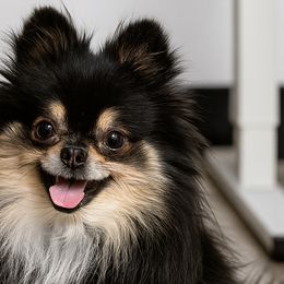 Pomeranians from PawshPupsByNikki