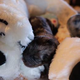 Girl 2 - female Bernedoodle puppy in Springfield, Missouri from Doodle Dandy Bernedoodles & Aussiedoodles