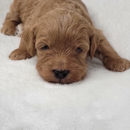 Goldendoodle Puppies from Lake Village Doodles