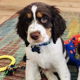 English Springer Spaniels from Trinity Ranch English Springer Spaniel