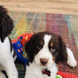 English Springer Spaniels from Trinity Ranch English Springer Spaniel