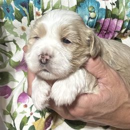 Male 1 - Red male Havanese puppy in Congerville, Illinois from Happy Go Lucky Havanese