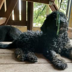 Double Doodle Puppies from Jeanie’s Doodles