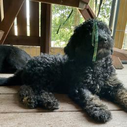 Double Doodle Puppies from Jeanie’s Doodles