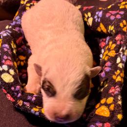 L66-06 - Red speckled male Australian Cattle Dog puppy in Sheridan, Oregon from 6pk Cattledogs