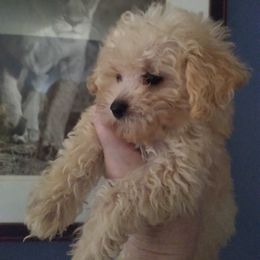 Poodle Puppies from Bloomingdale Toy Poodles