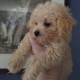 Poodle Puppies from Bloomingdale Toy Poodles