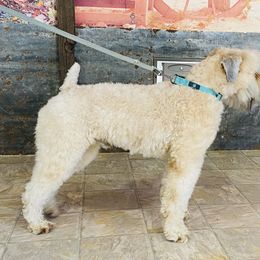 Ozzie - Soft Coated Wheaten Terrier