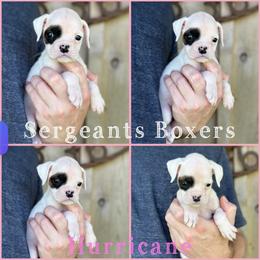 Hurricane - White female Boxer puppy in Madisonville, Texas from Sergeant's Boxers