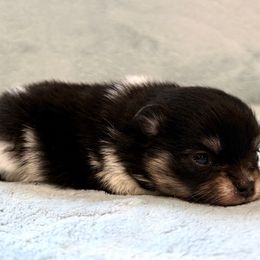 Black tri Boy AKC - Tri-colored male Pomeranian puppy in Princeton, New Jersey from PureLove Poms.