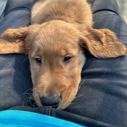 Golden Retriever Puppies from River City Goldens