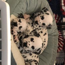 Dalmatian Puppies from Revere Dalmatians