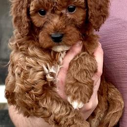 Stormy - Goldendoodle