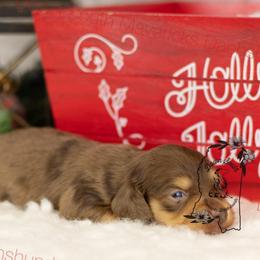 Chocolate and cream Dapple - Dapple male Dachshund puppy in Seminary, Mississippi from Down South Mavericks Dachshunds