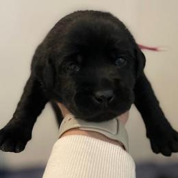 Girl 1 - Black Labrador Retriever puppy in Hutto, Texas from Texas Bluebonnet Labs