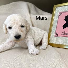 Mars - White female Poodle puppy in Greenwich, New York from MizzElle’s Standard Poodles