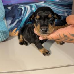 Black male 3 - Black male German Pinscher puppy in Chatham, Virginia from WMHK9/Roolyn German Pinschers