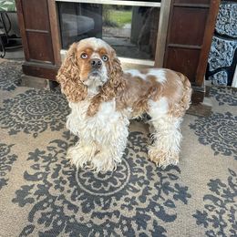 Cocker Spaniel All Grown Up from Laureen's Cocker Spaniels