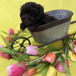 OP pink - Brown female Schnoodle puppy in Benson, North Carolina from A Bundle of Love
